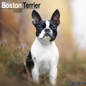 Avonsideܥȥƥꥢ  Boston terrier