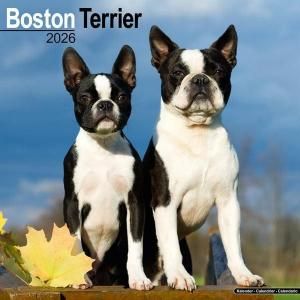Avonsideܥȥƥꥢ  Boston terrier