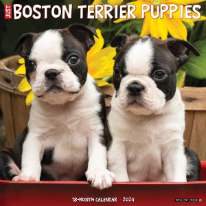WillowCreek　ボストンテリア【パピー】 カレンダー　JUST Boston terrier puppies