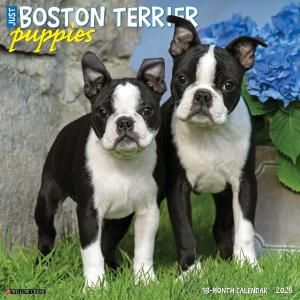 WillowCreekܥȥƥꥢڥѥԡ JUST Boston terrier puppies