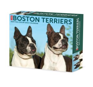 日めくりカレンダー　ボストンテリア　JUST Boston terriers