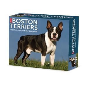 ᤯ꥫܥȥƥꥢJUST Boston terriers