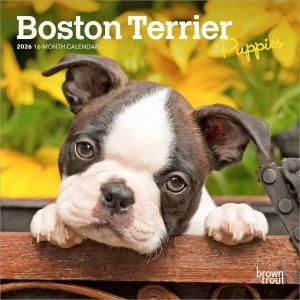 ボストンテリア - スマイルドッグ☆アメリカ直輸入犬用品専門店