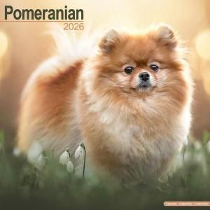 Avonside ポメラニアン カレンダー pomeranian