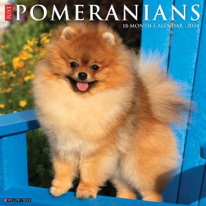 WillowCreekݥ˥ JUST Pomeranians