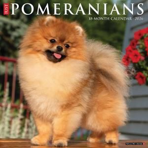 WillowCreek ポメラニアン カレンダー JUST Pomeranians