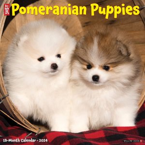 WillowCreek　ポメラニアン【パピー】 カレンダー JUST Pomeranian puppies