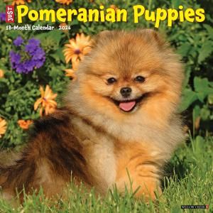 WillowCreek ポメラニアン【パピー】 カレンダー JUST Pomeranian puppies