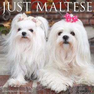 WillowCreekޥ JUST Maltese