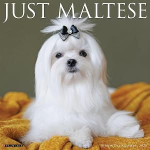 WillowCreek マルチーズ カレンダー JUST Maltese