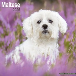 Avonsideޥ  Maltese