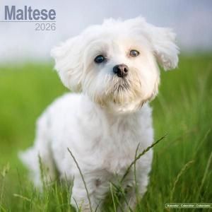 Avonside マルチーズ カレンダー Maltese