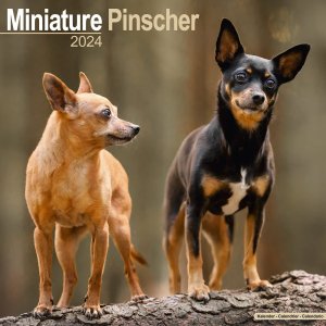 Avonside　ミニチュアピンシャー　カレンダー　Miniature Pinscher