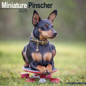 Avonsideߥ˥奢ԥ󥷥㡼Miniature Pinscher