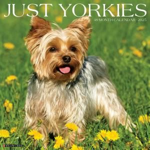 WillowCreek衼 JUST Yorkies 衼㡼ƥꥢ