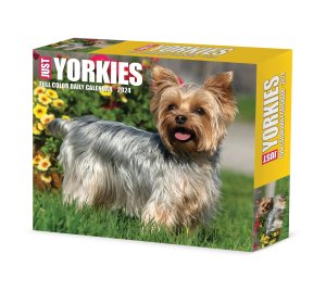 ᤯ꥫ衼JUST Yorkies衼㡼ƥꥢ