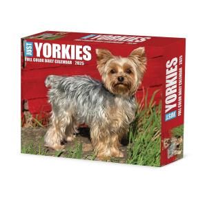 ᤯ꥫ衼JUST Yorkies衼㡼ƥꥢ