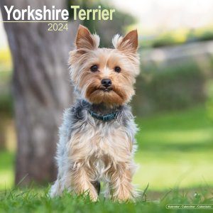 Avonside　ヨークシャーテリア カレンダー　Yorkshire Terrier