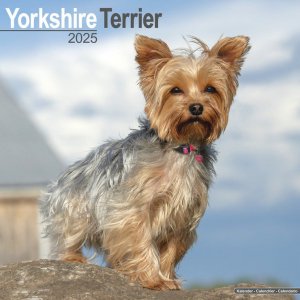 Avonside衼㡼ƥꥢ Yorkshire Terrier