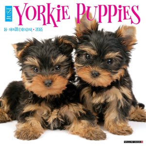WillowCreek　ヨークシャーテリア【パピー】 カレンダー　JUST Yorkie Puppies