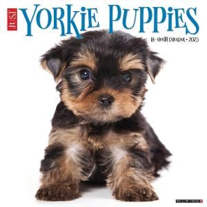 WillowCreek衼㡼ƥꥢڥѥԡ JUST Yorkie Puppies