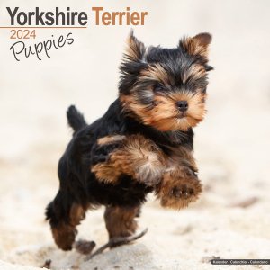 Avonside　ヨークシャーテリア【パピー】 カレンダー　Yorkshire Terrier