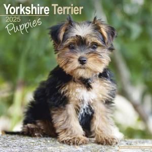 Avonside衼㡼ƥꥢڥѥԡ Yorkshire Terrier