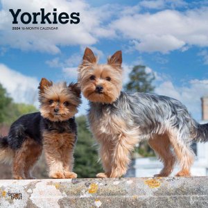 BrownTrout　ヨークシャーテリア カレンダー　Yorkshire Terrier