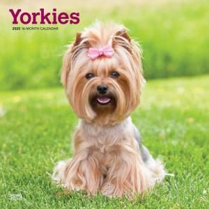 BrownTrout衼㡼ƥꥢ Yorkshire Terrier