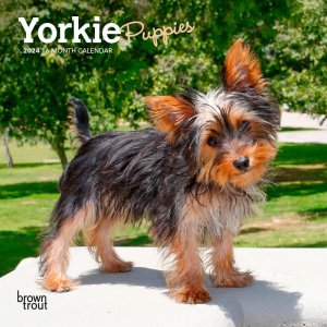 BrownTrout　ヨーキーパピー【ミニ】カレンダー Yorkie Puppies