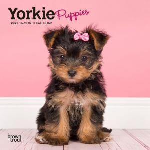 BrownTrout衼ѥԡڥߥˡۥ Yorkie Puppies