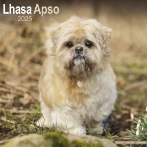 Avonside饵ץ   Lhasa Apso