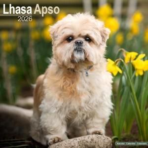 Avonside饵ץ   Lhasa Apso