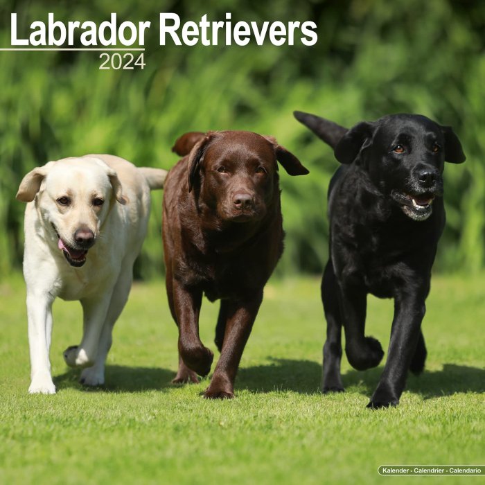 Labrador retriever ラブラドールレトリバー Tシャツ Mサイズ - トップス