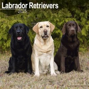 Avonside֥ɡȥ꡼С  Labrador retriever