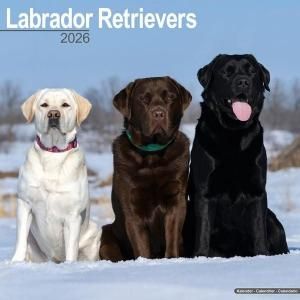 Avonside֥ɡȥ꡼С  Labrador retriever