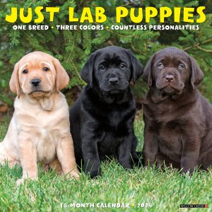 WillowCreek　ラブラドールレトリーバー【パピー】カレンダー　JUST Lab Puppies