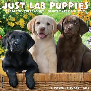 WillowCreek֥ɡȥ꡼СڥѥԡۥJUST Lab Puppies