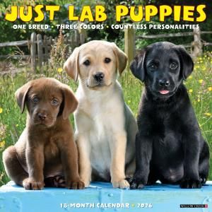 WillowCreek֥ɡȥ꡼СڥѥԡۥJUST Lab Puppies