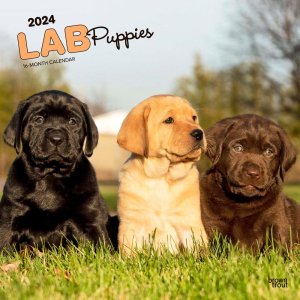 BrownTrout　ラブラドールレトリーバー【パピー】カレンダー　LAB Puppies