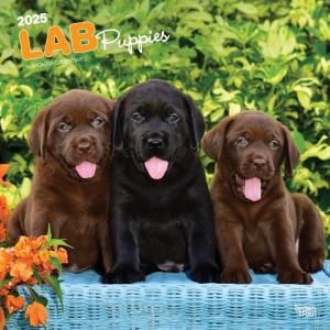 BrownTrout֥ɡȥ꡼СڥѥԡۥLAB Puppies