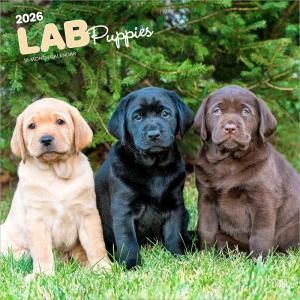 BrownTrout֥ɡȥ꡼СڥѥԡۥLAB Puppies