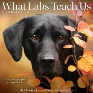 What Labs Teach Us