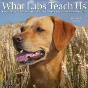 What Labs Teach Us