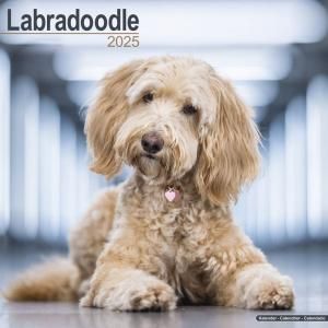 Avonside֥ɥɥ Labradoodles