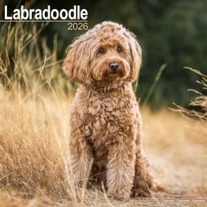 Avonside֥ɥɥ Labradoodles