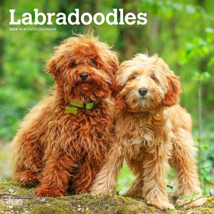 BrownTrout　ラブラドゥードゥル カレンダー　Labradoodles - スマイルドッグ★アメリカ直輸入犬用品専門店