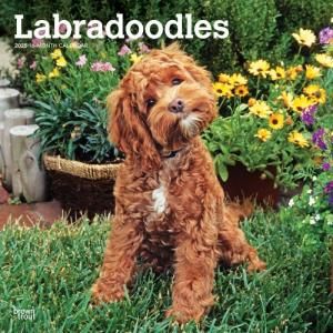 BrownTrout֥ɥɥ Labradoodles