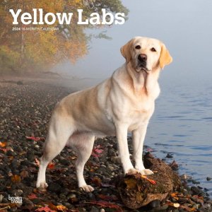 BrownTrout Yellow Labs
