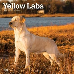 BrownTrout Yellow Labs